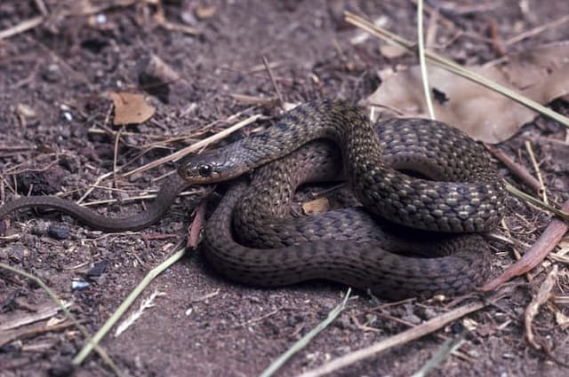 Keelback Snake - Brisbane North snake species