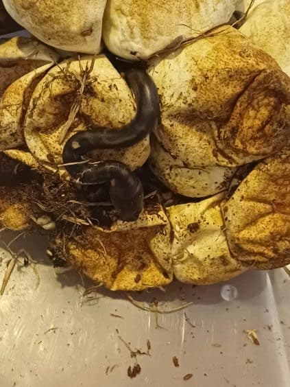 Snake in secure container