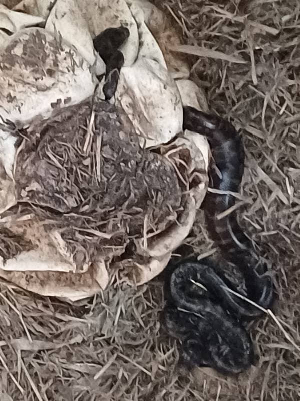 Robert Watson with protective gear