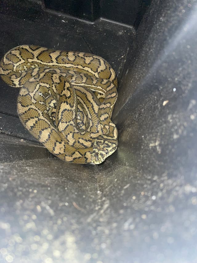 Snake safely handled on site
