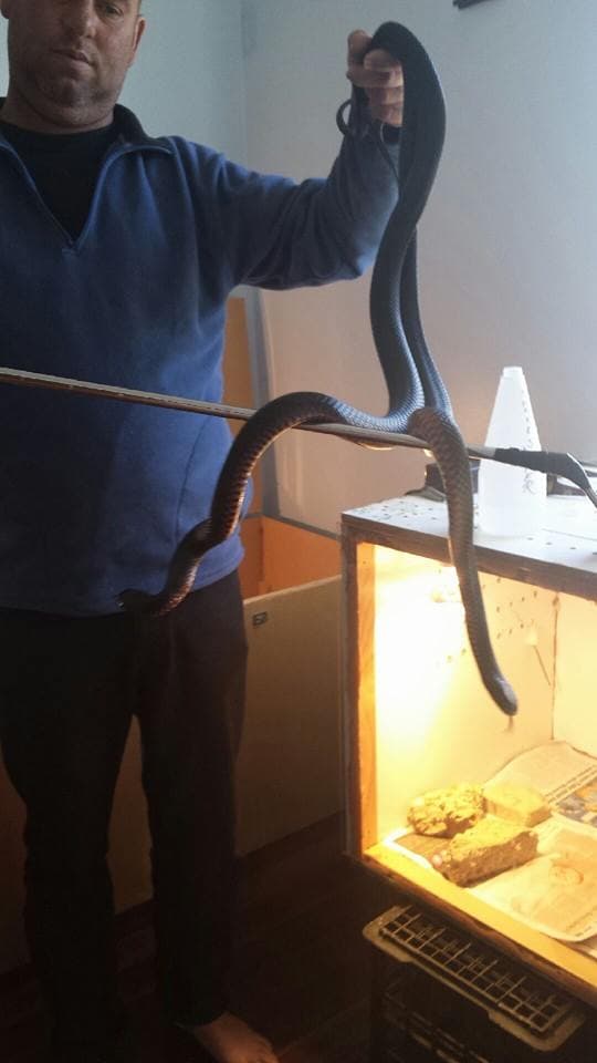Robert Watson handling a red-bellied black snake