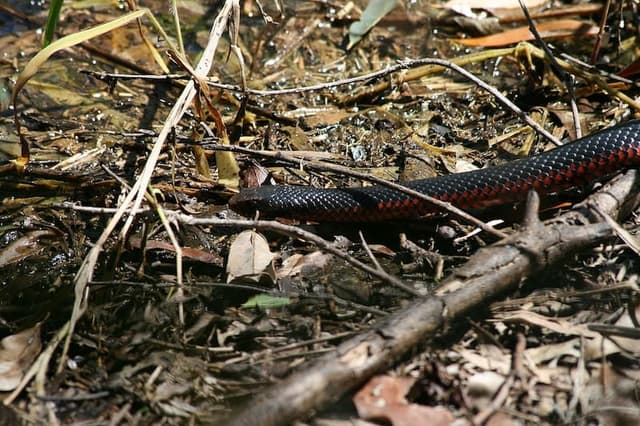 Red-bellied black snake slithering towards a creek