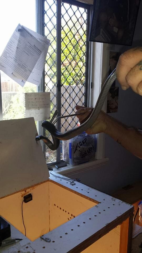 Rob's pet red-bellied black snake