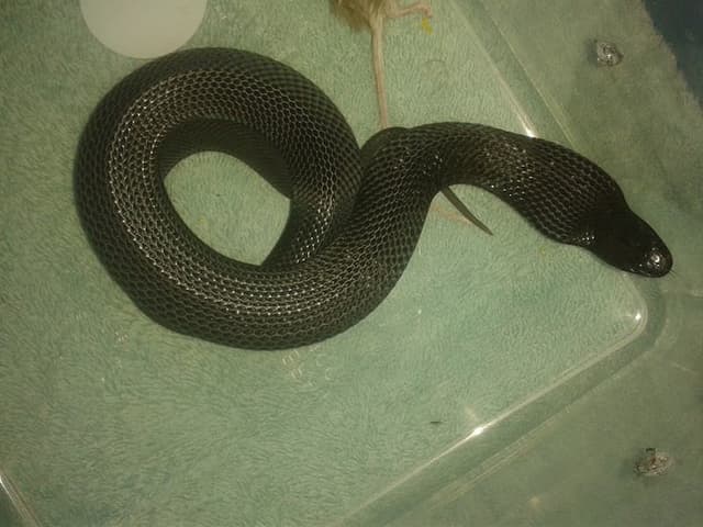 Snake in glass container