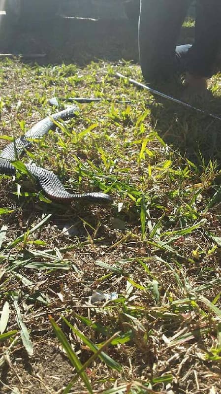 Red-bellied black snake in backyard