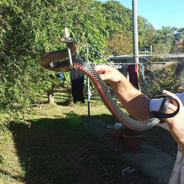 Red-bellied black snake being safely relocated
