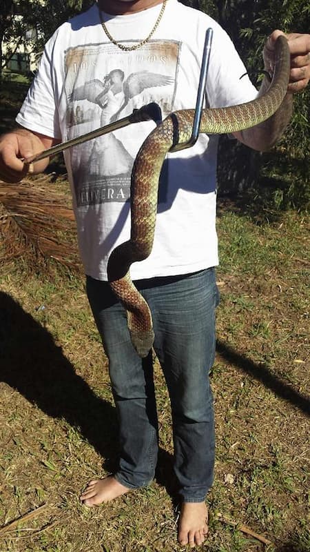 Rob handling a carpet python