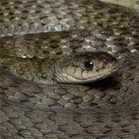 Keelback Snake - Brisbane North snake species