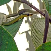 Green Tree Snake - Brisbane snake species identification